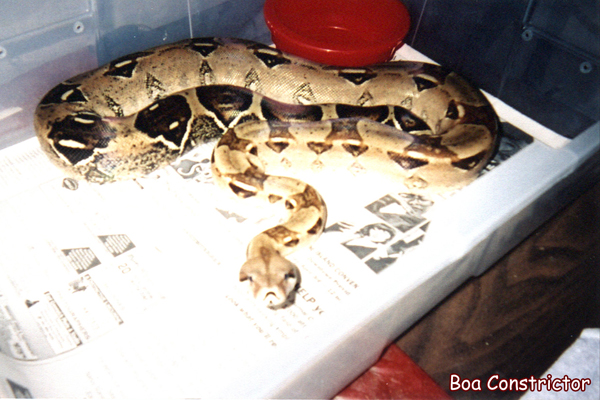 Boa Constrictor