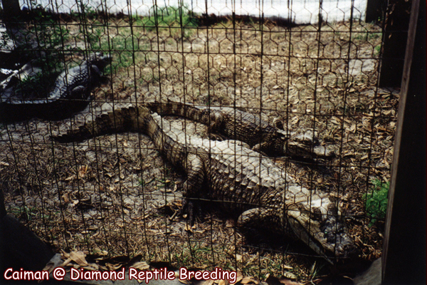 Caiman Alligator