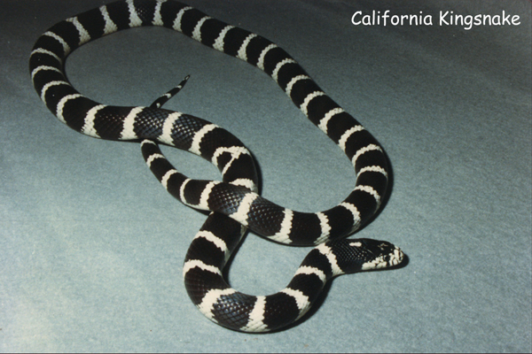 California Kingsnake