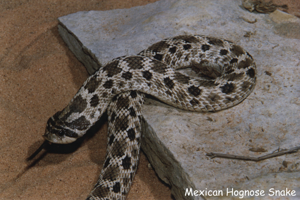 Mexican Hognose Snake