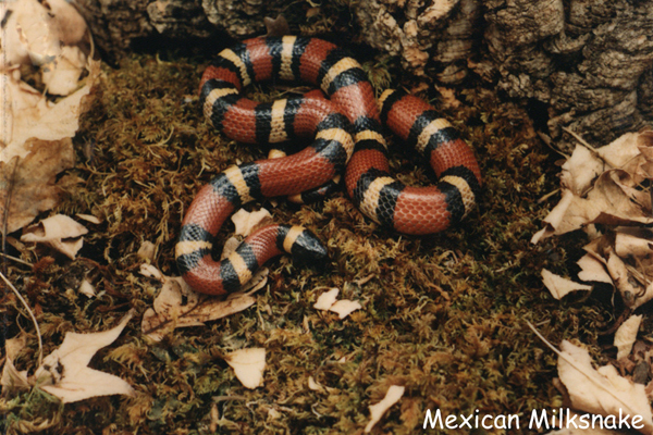 Mexican Milksnake