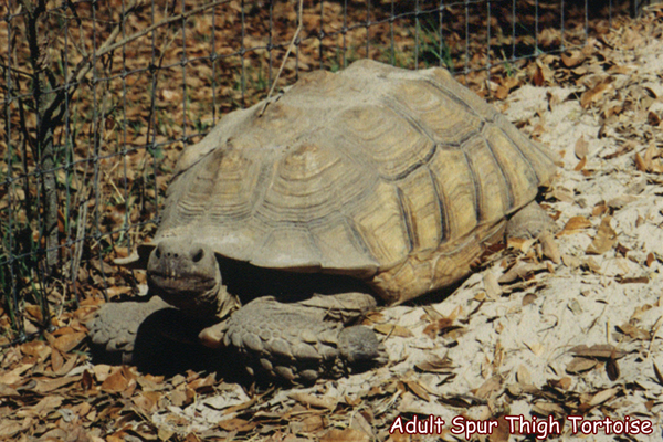 Adult Spur Thigh Tortoise