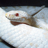 Albino Red Rat Snake