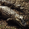 Caiman Alligator