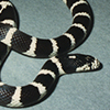 California Kingsnake