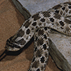 Mexican Hognose Snake