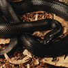 Mexican Black Kingsnake