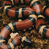 Mexican Milksnake