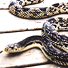 Northern Pine Snake