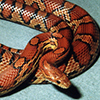 Red Rat Snake