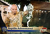 Bwana Iguana on the Rhode Show